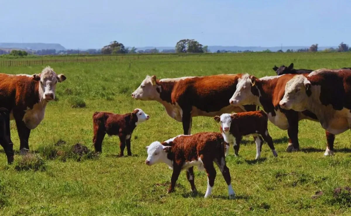 Insólito: una diputada propone crear un impuesto a los eructos de las vacas