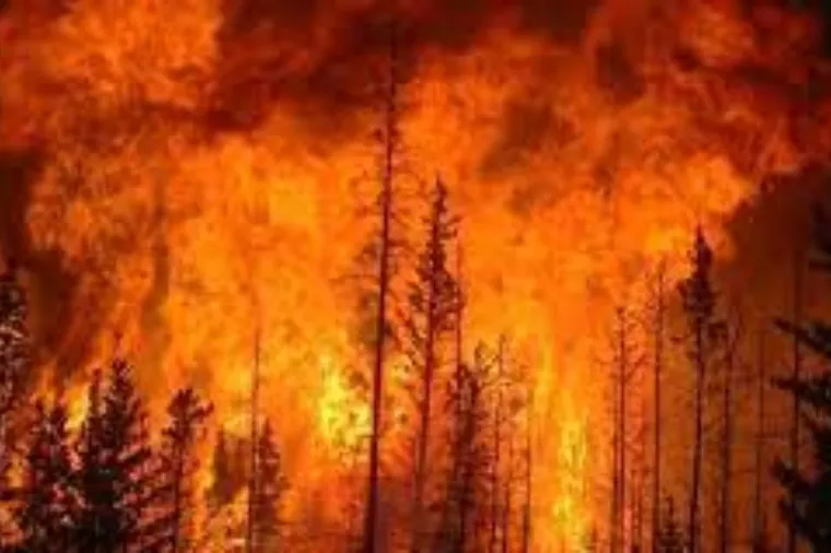 EXCLUSIVO. INCENDIOS FORESTALES EN CHILE. DESDE AQUEL PAÍS NOS COMUNICAMOS CON EL COLEGA MAURICIO LU