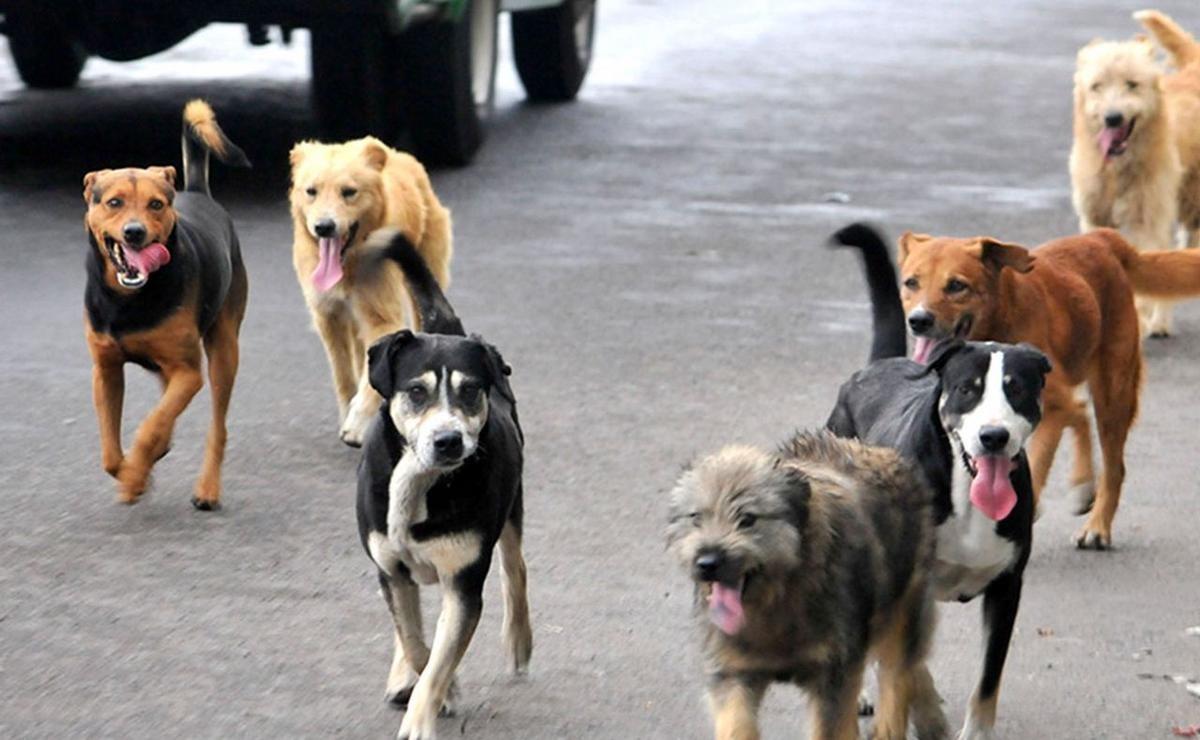 Polémica en Villa María: aprobaron una nueva ordenanza de regulación animal entre fuertes críticas