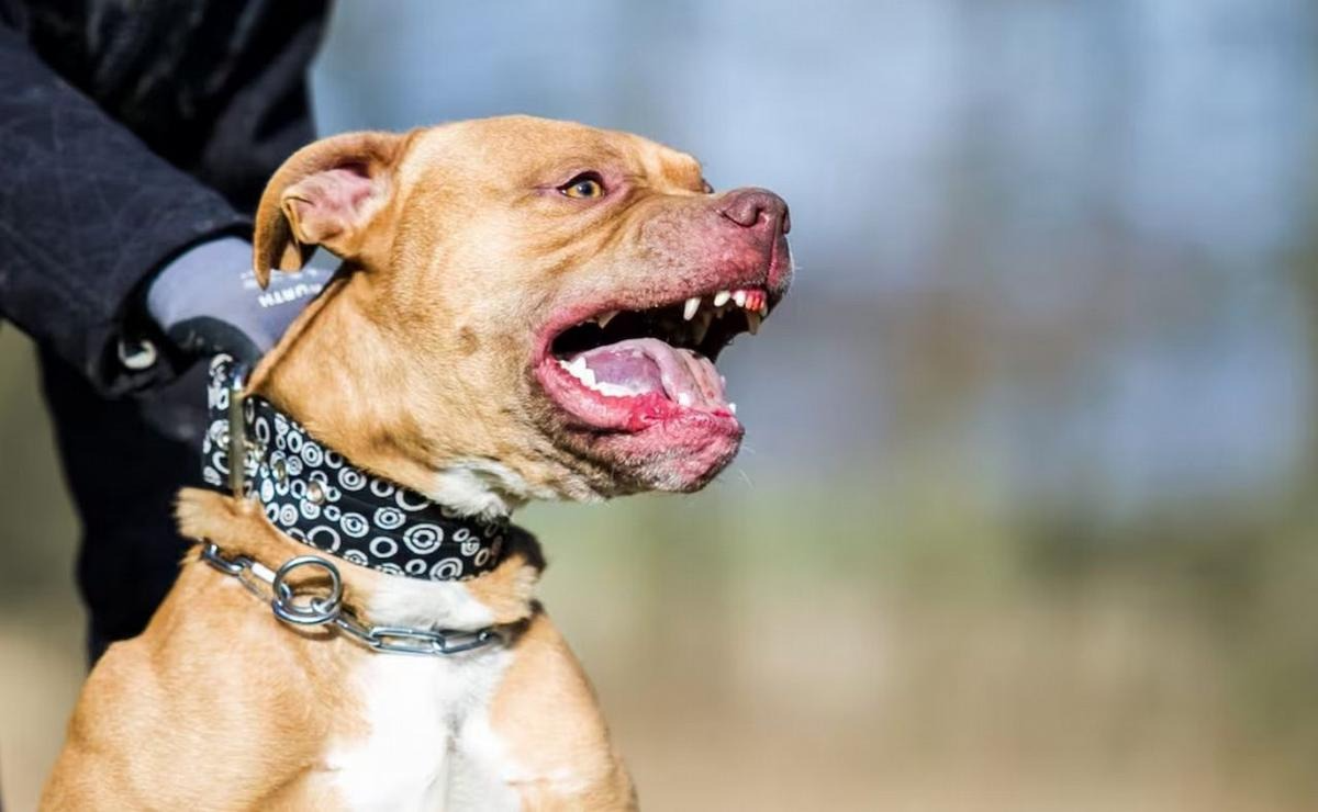 Ataques de perros en Córdoba: advierten que la educación es clave para prevenir tragedias