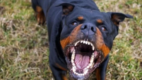 Brügge busca endurecer las penas por ataques de perros potencialmente peligrosos